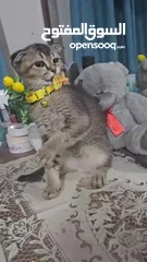  6 Zoti and Pure Chinchilla British