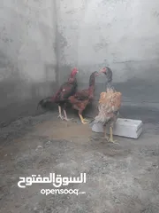  2 طقم باكستاني حر
