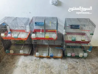  3 اقفاص واغراضهم