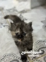  7 قطط هملايا للبيع