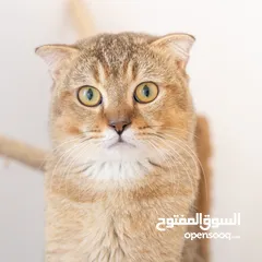  34 قطط للبيع بيور pure cats for sell