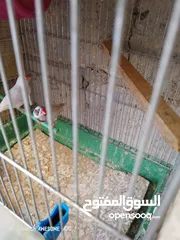  4 موجود عاصفير جنه شغال للبيع