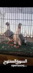  7 جوز فراخ اسطنابله  زرق وفرخ اسطنبولي احمر حبكين موجودات في الهاشمي الجنوبي