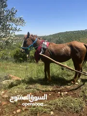  2 فرس ما شاء الله للبيع او بدل ع حصان