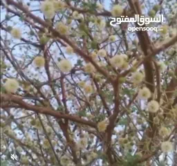  5 عسل نحل جبلي اصلي.