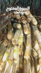  1 sugarcane///// سکر////قصب السکر سعر واحد طن