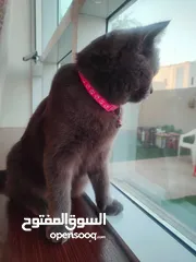  3 قطة أنثى برتش سكوتش شورت هير  Female Scottish British Shorthair cat