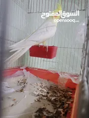  1 ذكر كوكتيل لاتينو ثوب كامل حجم جامبو عمر سنتين ونصف نصف أليف يصفر تصفيرات كتيرة جاهز للتزاوج