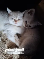  7 kittens for sale 60 days old    Scottish.