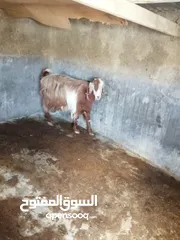  3 عنز لحم سن جمع شطرا للبيع
