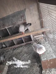  4 حمام حجم كبير للبيع عدد. 14
