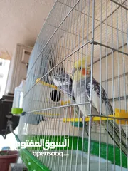  20 ببغاء كوكتيل ذكر وانثى مع قفص