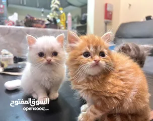  2 Cute Persian kittens