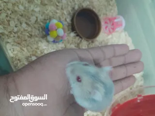  5 cute hamster