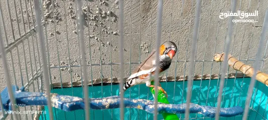  7 جوز طيور الجنه العمر شهرين