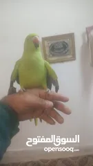  2 طير درة للبيع