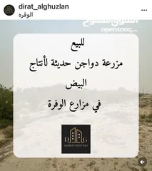  1 للبيع شركة انتاج بيض