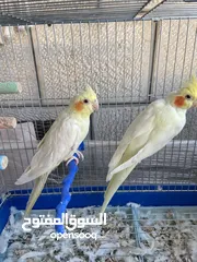 1 عصافير كوكتيل للبيع ممتازين