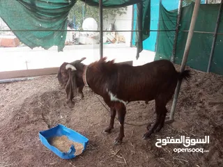  2 pakistan goat