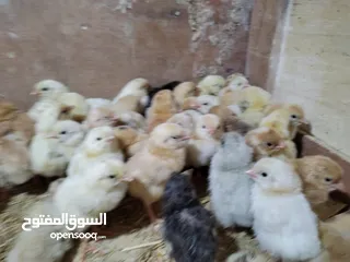  6 Chicks كتاكيت صيصان مكس فرنسي