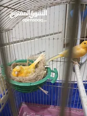  3 عصافير كنار