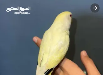  1 ببغاء اليف جدا العمر 5 اشهر