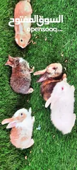  6 ارانب جميله للبيع