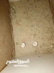  4 جوز كوكتيل شغال ومكفول للبيع او البدل ع كنار او روز او دره شغال