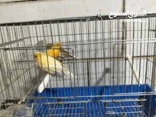  7 متاح بعد الصلاه على النبي كنار ذكور و اناثي المعني اقرا الوصف