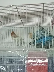  3 جنه ولارنج
