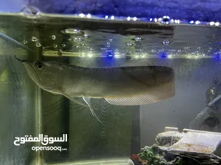  4 Arowana Asian Red Tail Silver