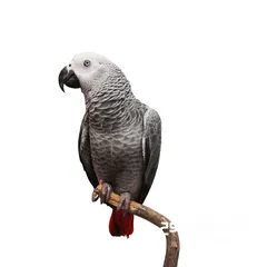  2 متوفر الأن فراخ كاسكو مزرعه حبات متكلمه صحه ونظافه