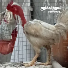  4 دجاج عرب وبشوش مصري