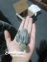  5 فراخ روز لزق اليدوي