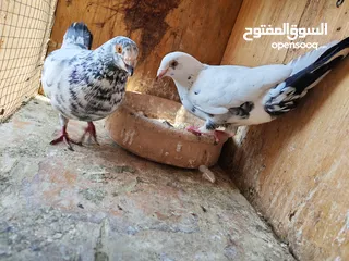  8 اربع جواز حمام للبيع مع القن