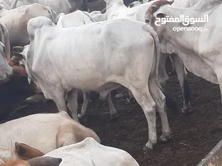  5 Eid Special: Best Prices on Somali Cows - Limited Stock Available!