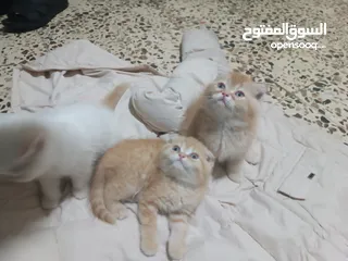  18 سكوتش فولد جولدن  b1+ ستريت  سعر الحبتين 50مستوى عالٍ جدا ما شاء الله قبال للتفاوض