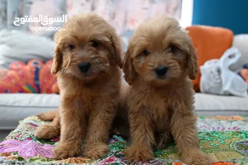  1 GoldenDoodle Male Puppies For Sale in UAE