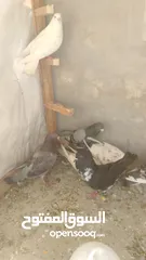  4 بيع.حمام.جميع.الانواع