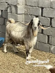  3 تيس وشاه للبيع