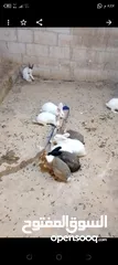  1 ارانب للبيع