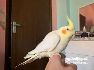  4 كوكتيل لاتينو مع قفصه للبيع
