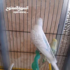  12 طيور حب للبيع سعر الجوز 15دينار مع قفص والمعالفه وبياضاه . طيور حب انجليزي