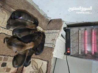  7 جراو مالينوا الأصل  للبيع  عمر عشرين يوم