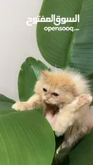  1 Persian kitten