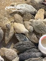 2 طيور فري جامبو (السمان )