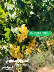  23 مزرعه مع بيت ريفي جاهز حديث مفروش جاهز يصلح مزرعه او سكن ريفي
