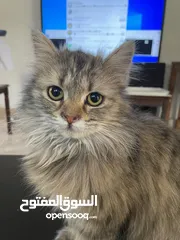  1 قطة شيرازي للتبني عمر 6 شهور