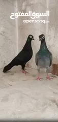  2 حمام شلبي و كيرنو شغال