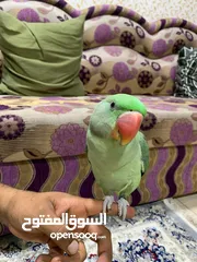  1 ببغاء نيبالي لبيع اقل من السوق